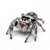 Phidippus regius Bahama