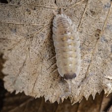 Porcellio spinicornis "White Gold"
