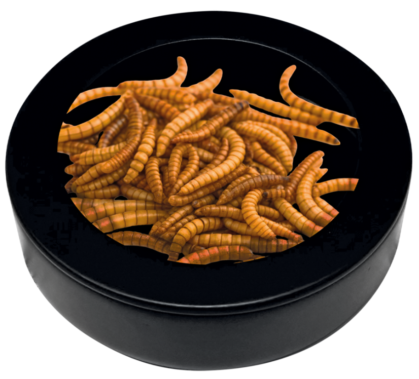 Repto Deco Worm Dish