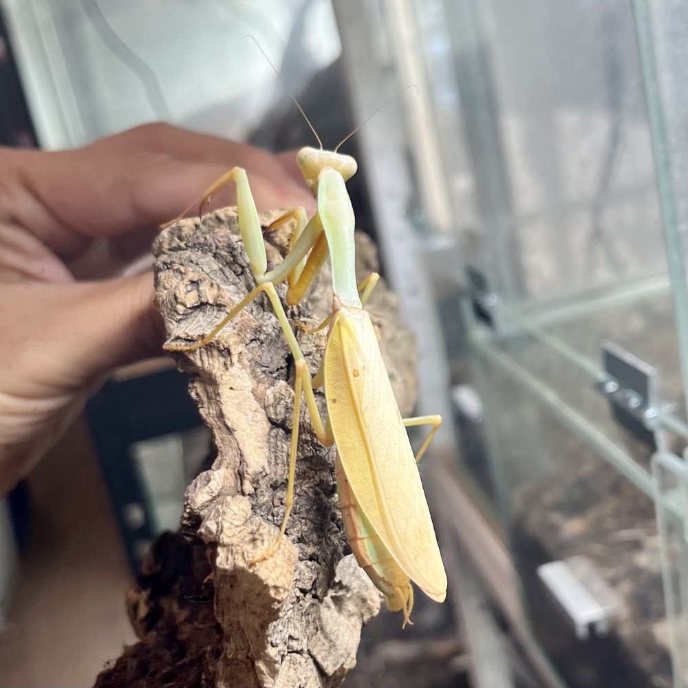 【aviso gold】PRAYING MANTIS 5'6 TINT Hierodula venosa Gold | Care, Terrarium, Sale
