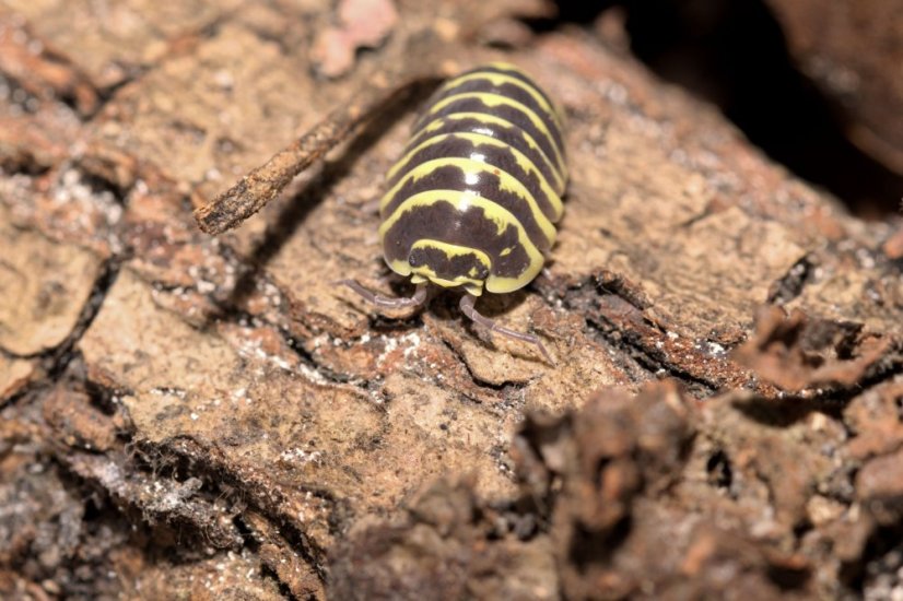 Armadillidium maculatum - Yellow zebra