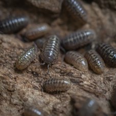 Armadillidium vulgare