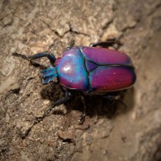 Chlorocala africana oertzeni