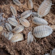 Porcellio laevis - White