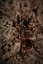 Acanthoscurria geniculata