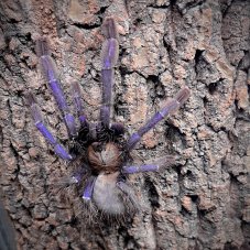 Omothymus violaceopes