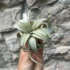 Tillandsia xerographica