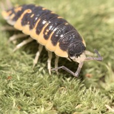 Porcellio ornatus yellow