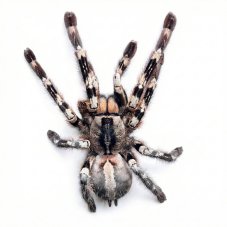 Poecilotheria regalis
