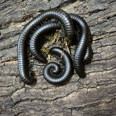 Spirostreptidae sp. Black Madagascar