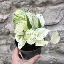 Epipremnum Happy Leaf