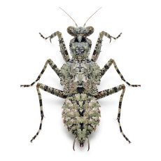 Theopompa servillei