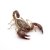 Euscorpius sp.