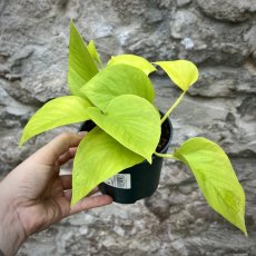 Epipremnum Golden