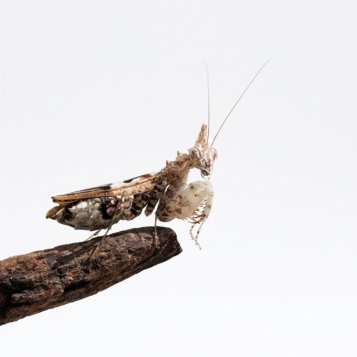 TOP 5 Best Praying Mantis Species for Beginners: Which One to Choose?