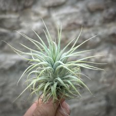 Tillandsia ionantha mexico