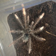 Theraphosa apophysis