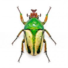 Eudicella hornimani