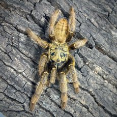 Cyriopagopus schmidti