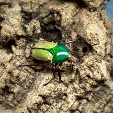 Eudicella loricata