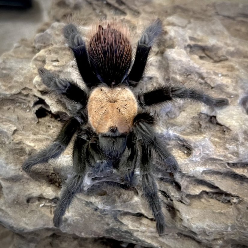 Brachypelma albiceps