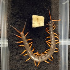 Scolopendra subspinipes