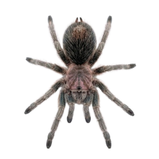 Grammostola porteri