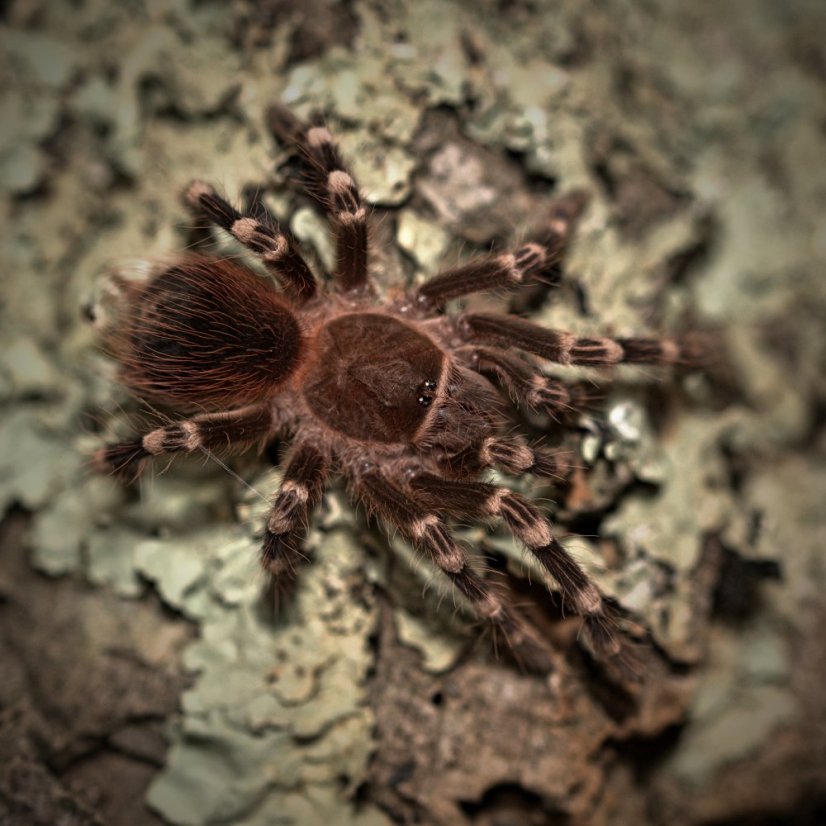 Acanthoscurria geniculata