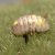 Armadillidium vulgare - Magic potion