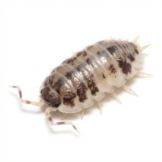 Porcellio laevis - Dairy cow