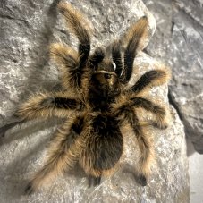 Tliltocatl albopilosus - Nicaragua