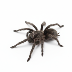 Grammostola pulchra