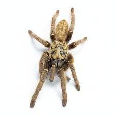 Cyriopagopus schmidti