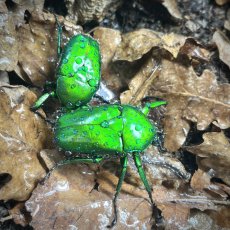Dicronorhina micans