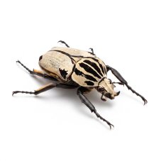 Goliathus quadrimaculatus