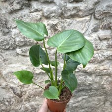 Monstera deliciosa