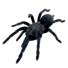 Chilobrachys sp. Kaeng Krachan