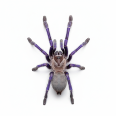 Omothymus violaceopes