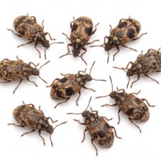 Zrnokaz skvrnitý - Callosobruchus maculatus