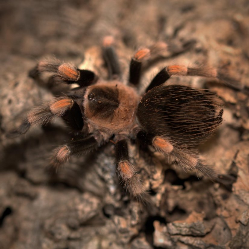 Objevte fascinující svět Brachypelma hamorii!