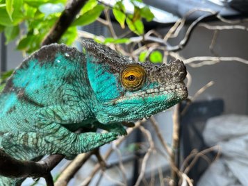 How to Start with Reptiles: A Complete Guide for Absolute Beginners