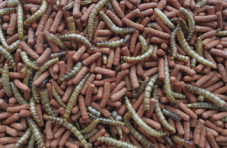 Tropifit Atelerix for hedgehogs 300 g