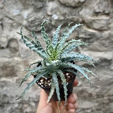 Aloe humilis