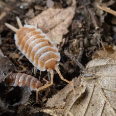Porcellio hoffmanseggi Orange