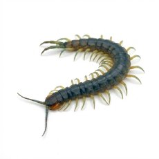Scolopendra viridis