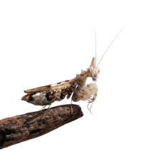 Ceratomantis saussurii