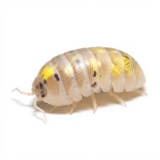 Armadillidium vulgare - Magic potion