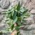 Epipremnum pinnatum 'Cebu Blue'