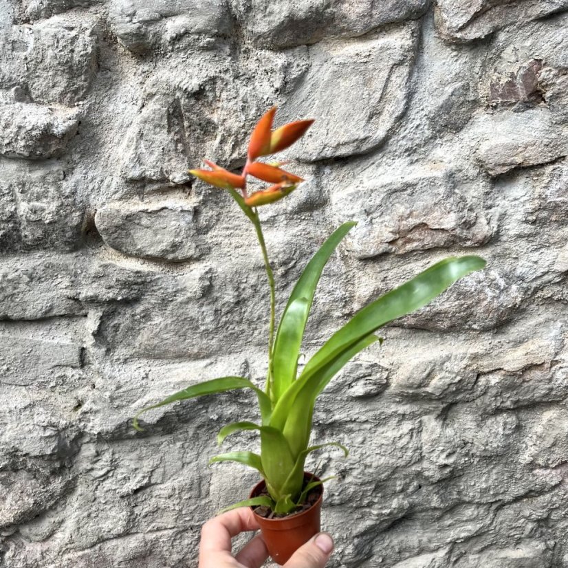 Tillandsia dyeriana