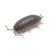 Porcellio laevis - Black